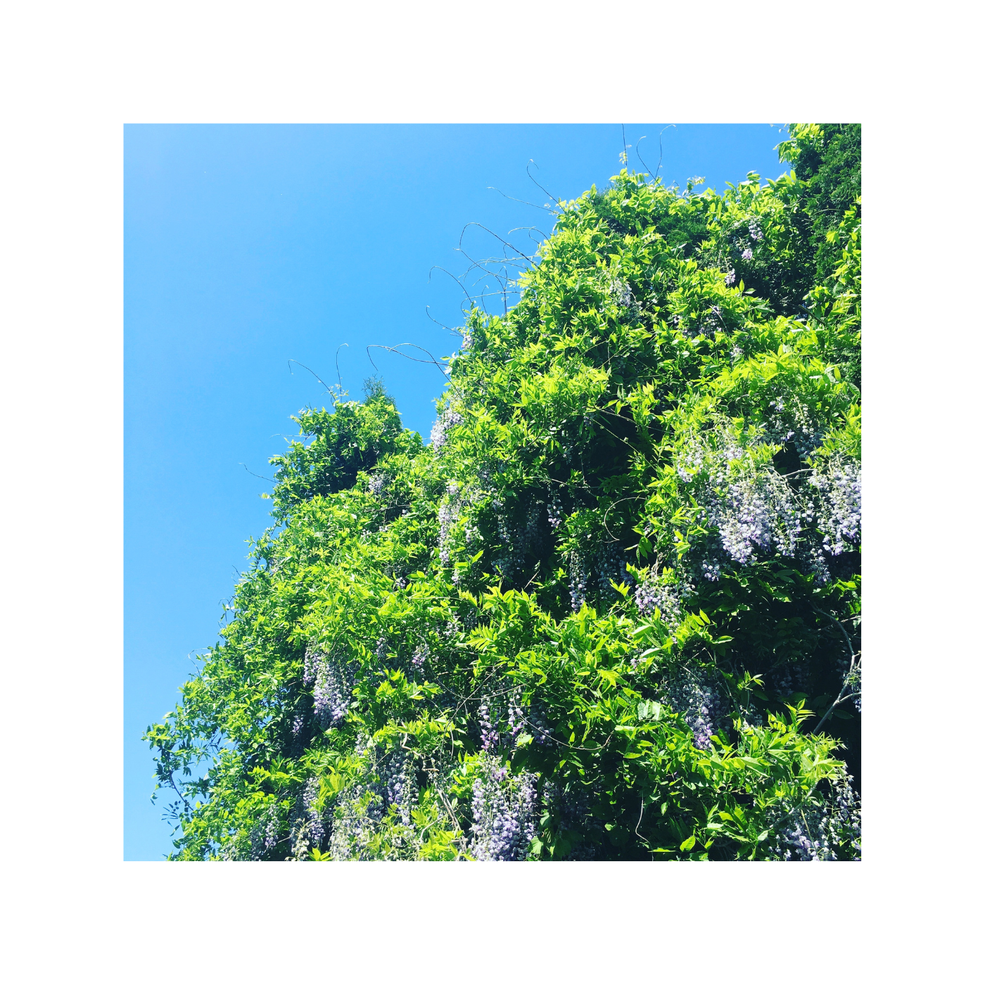 Luke Kokoszka Leave The Memory Of Great Virtues To The World Album Cover